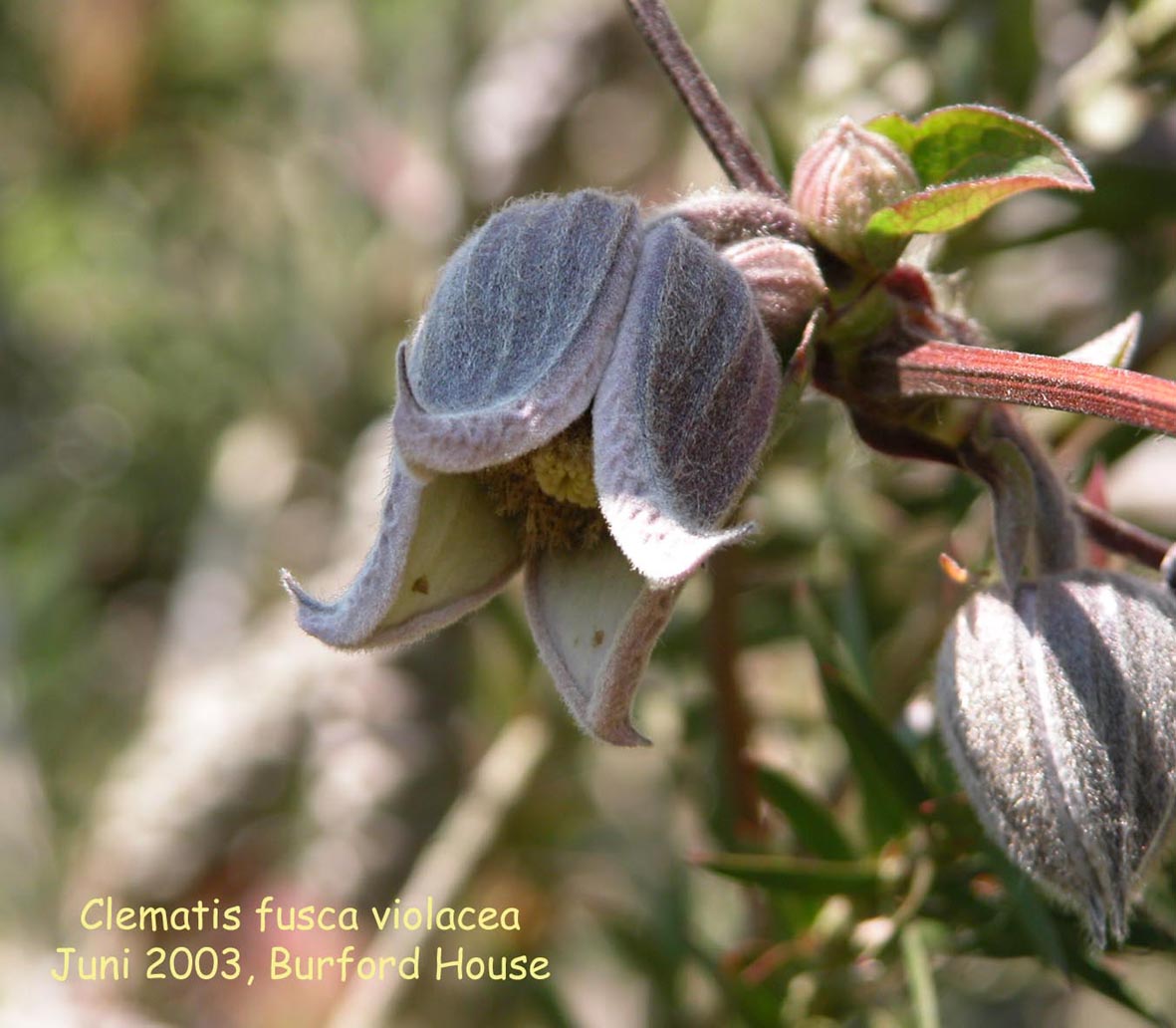 Clematis fusca var. violacea