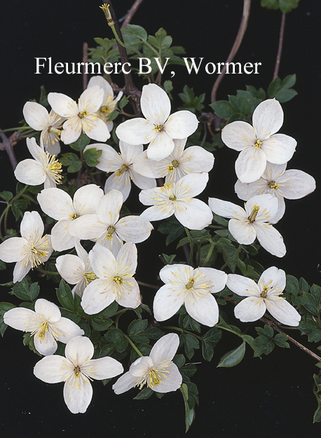 Clematis gracilifolia Clematis gracilifolia