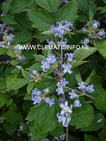 Clematis heracleifolia 'Blue Dwarf'