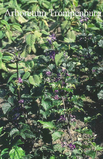 Clematis heracleifolia 'China Purple' Clematis heracleifolia 'China Purple'