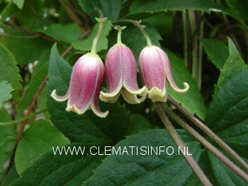 Clematis japonica