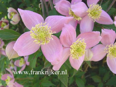 Clematis montana 'New Dawn'