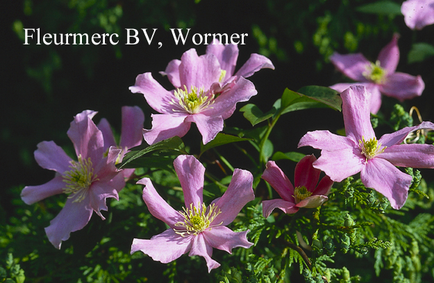 Clematis montana 'Picton's Variety'