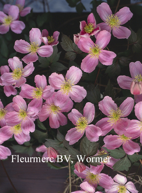 Clematis montana 'Tetrarose' Clematis montana 'Tetrarose'