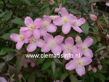 Clematis montana 'Veitch'