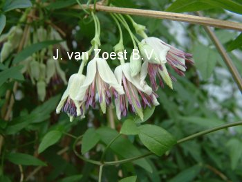 Clematis napaulensis