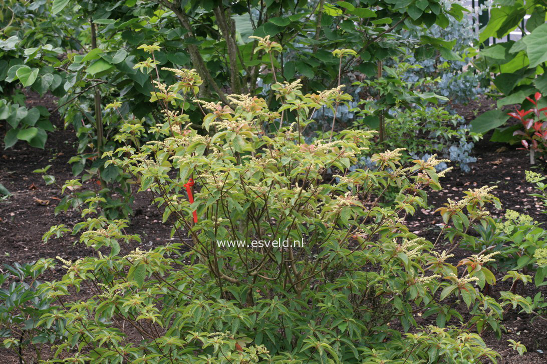 Clethra barbinervis 'Compacta' (34403)