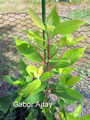 Clethra cavaleriei (55252)