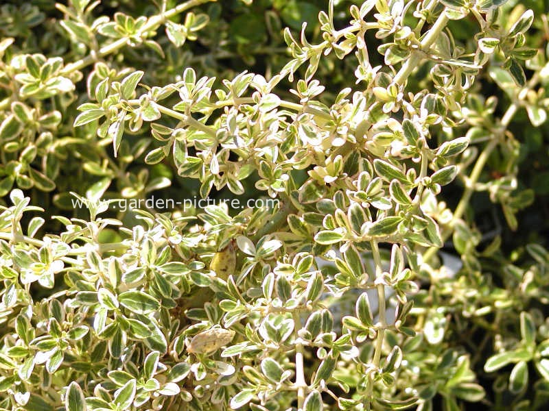 Coprosma 'Kiwi Silver'