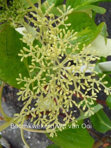 Cornus controversa 'Lucia'