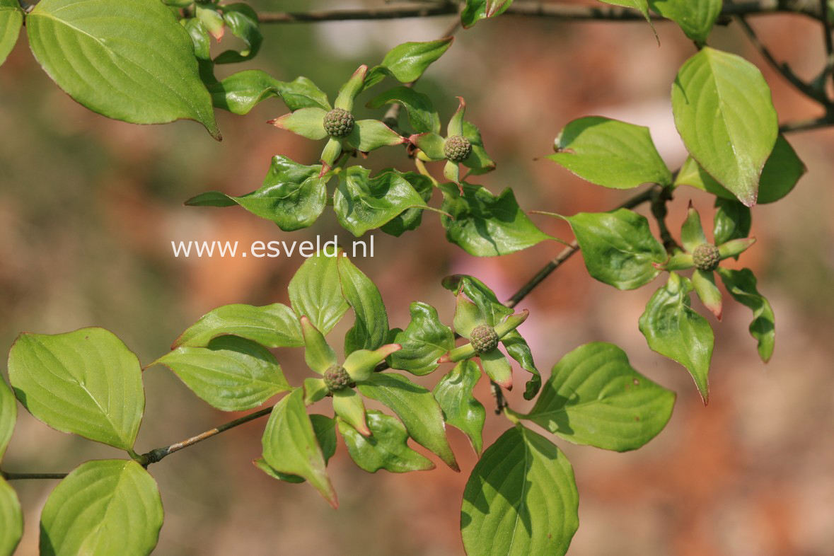 Cornus kousa 'Tilgates' (29392)