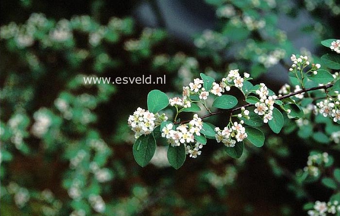 Cotoneaster hebephyllus