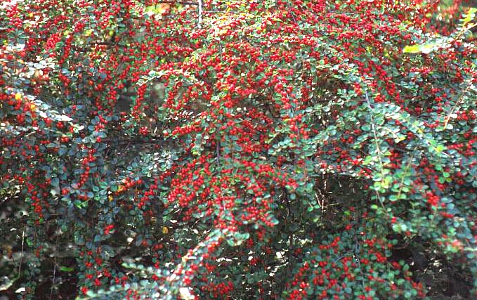 Cotoneaster horizontalis 'Robustus'