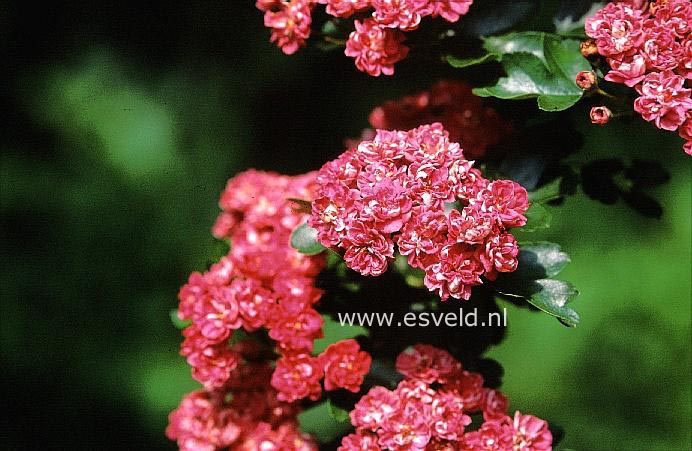 Crataegus grignonensis Crataegus grignonensis