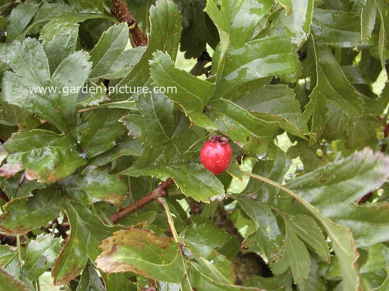 Crataegus pinnatifida major