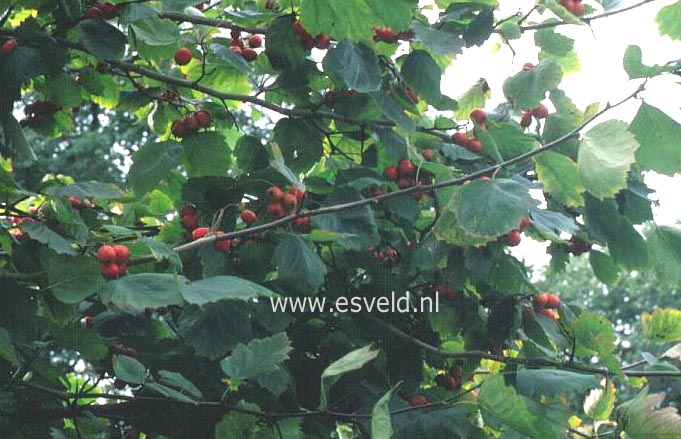 Crataegus prunifolia (4693)