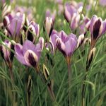 Crocus 'Spring Beauty'