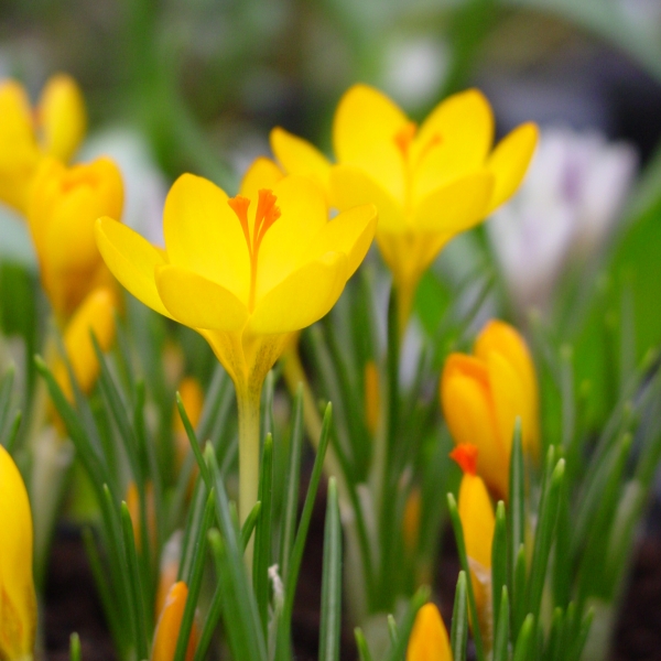 Crocus ancyrensis (82832)