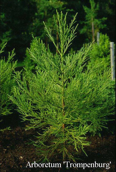 picture and description of cryptomeria japonica gracilis picture and description of cryptomeria japonica gracilis