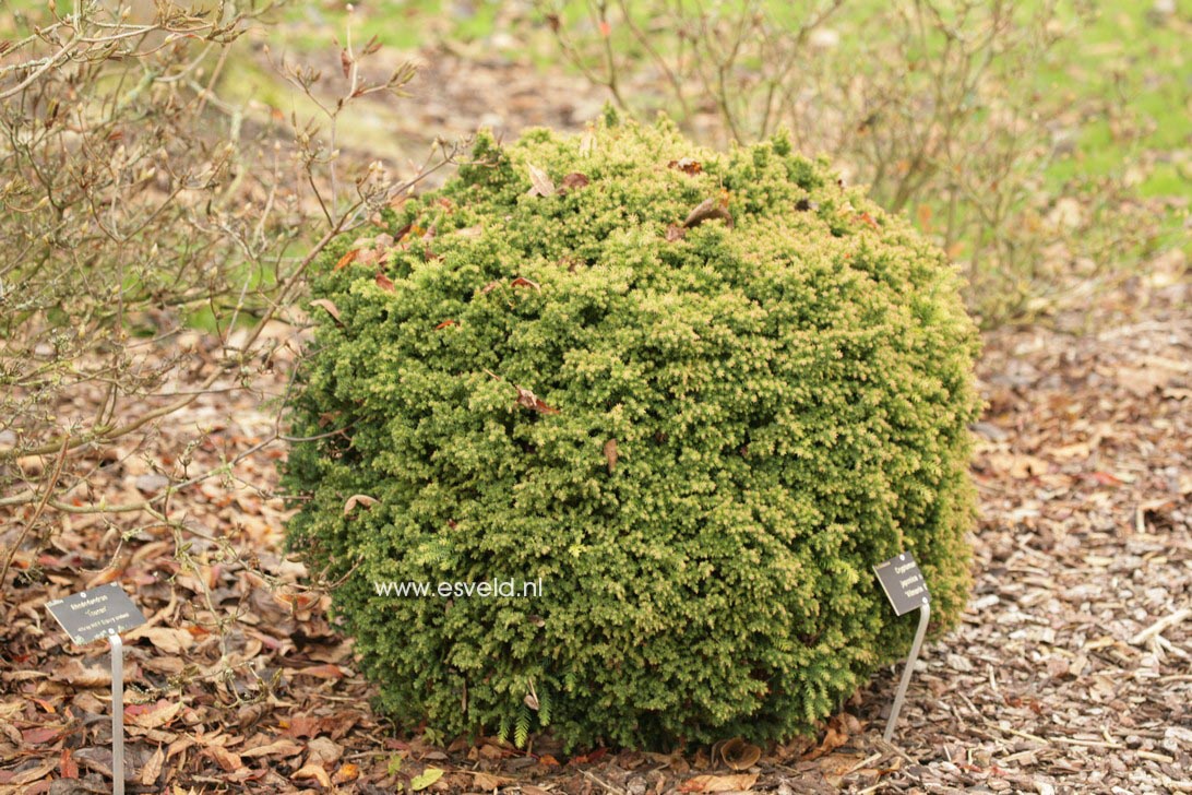 Cryptomeria japonica 'Vilmorin Gold'