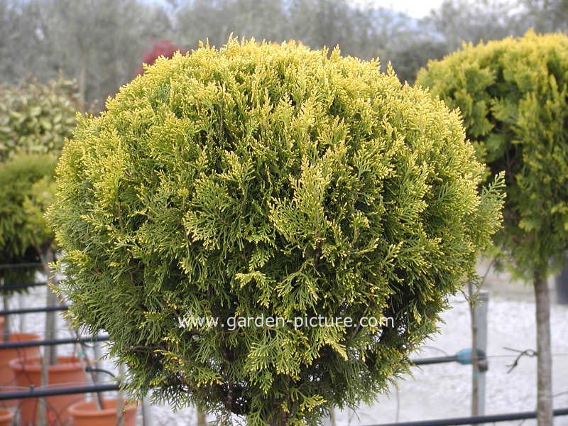Cupressus arizonica 'Fastigiata Aurea'