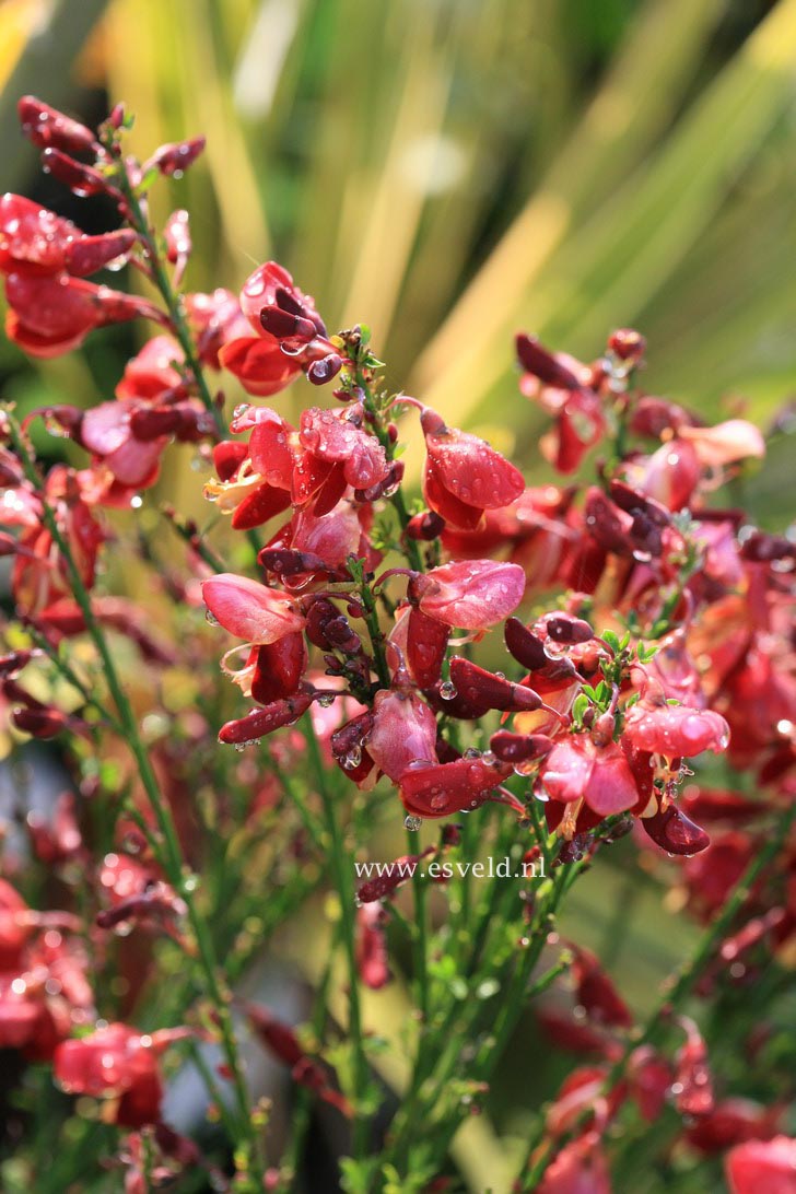 Cytisus 'Red Wings'