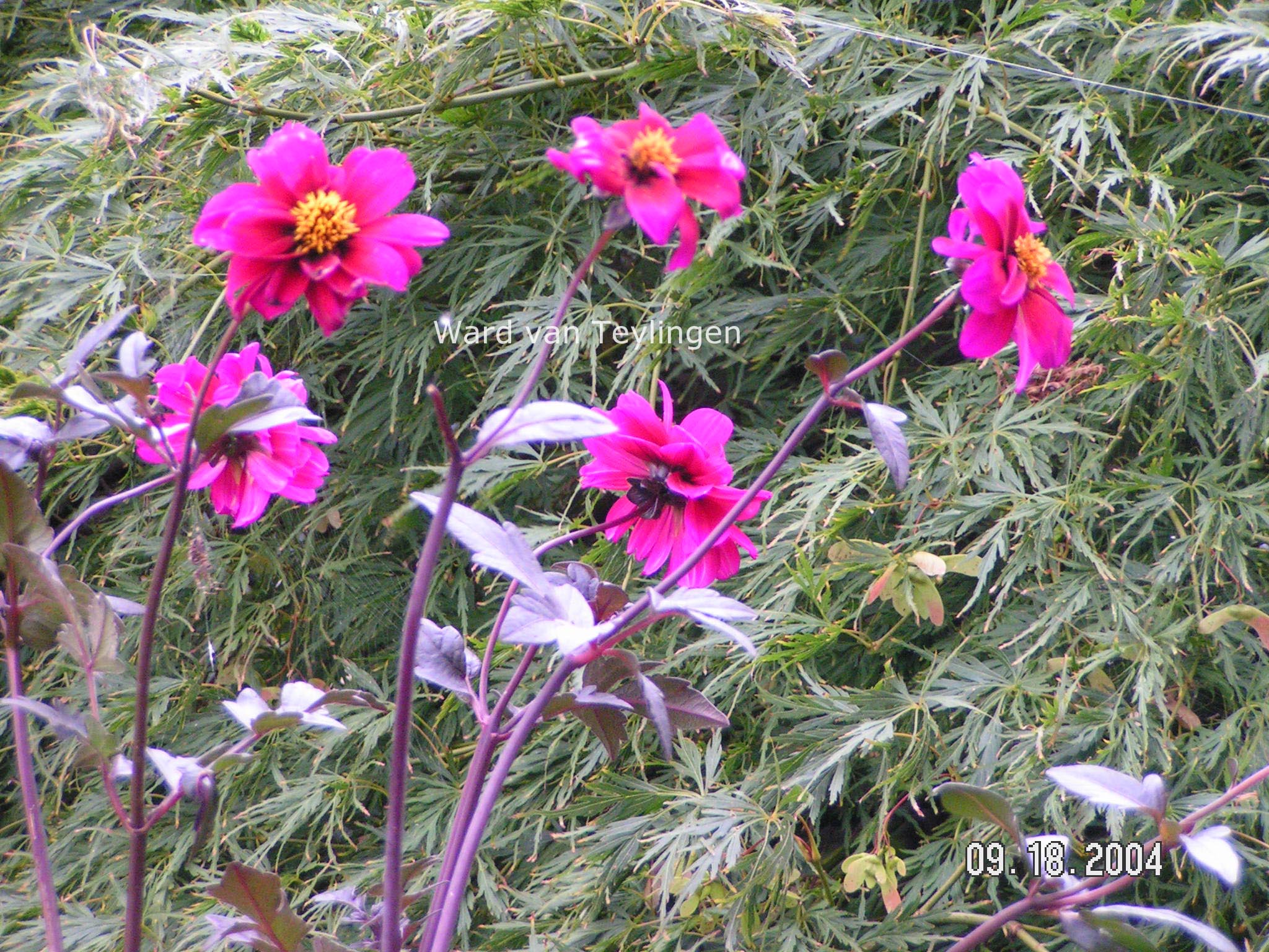Dahlia 'Bishop of Canterbury'