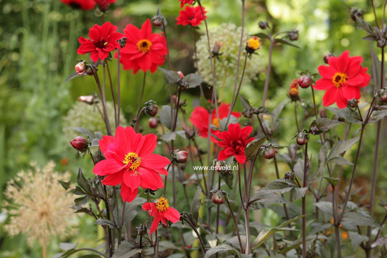 Dahlia 'Bishop of Llandaff'