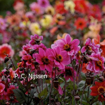 Dahlia 'Breeders Mix'