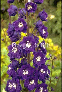 Delphinium 'Chelsea Star'