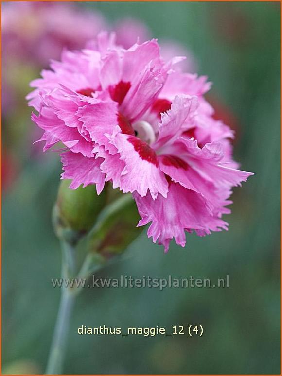 Dianthus 'Maggie' (C1091)