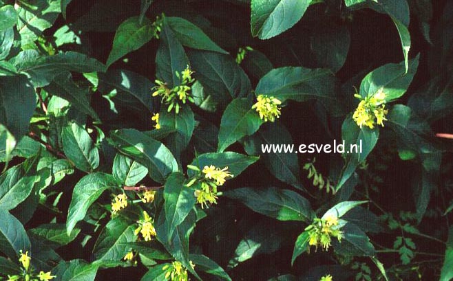 Diervilla rivularis (4408)