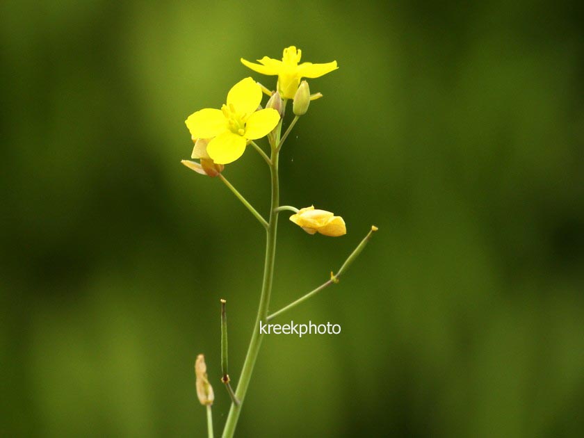 Diplotaxis tenuifolia 'Roma' (96610)