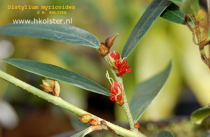 Distylium myricoides (88807)