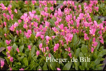 Dodecatheon jeffreyi tetrandum
