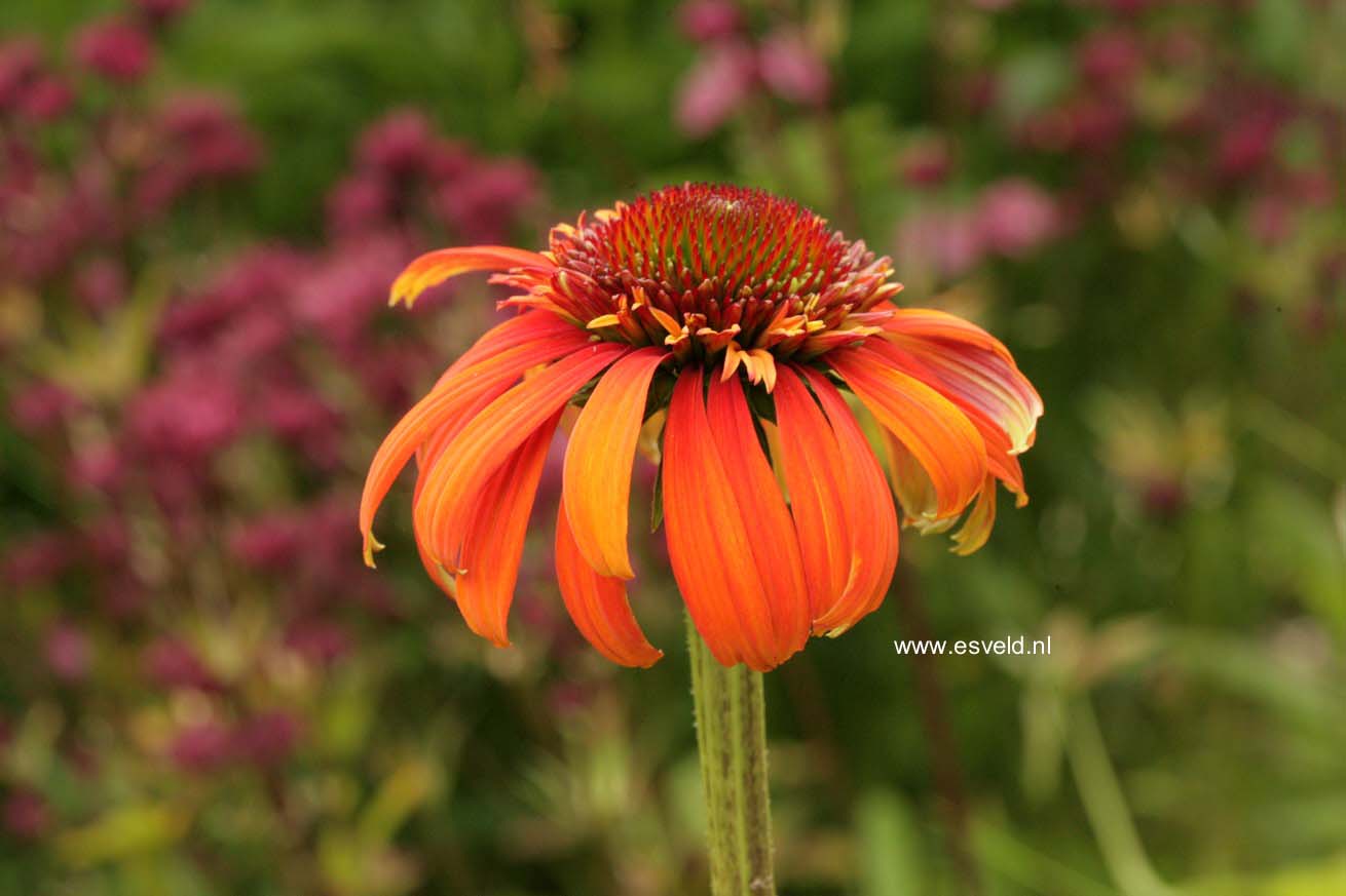 Echinacea purpurea 'Hot Papaya'