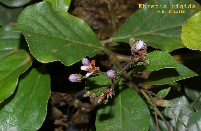 Ehretia rigida Ehretia rigida