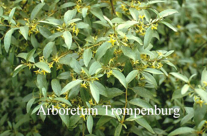 Elaeagnus commutata