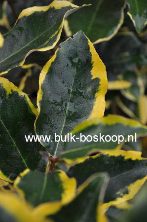 Elaeagnus ebbingei 'Chalef' (VIVELEG) (54057)