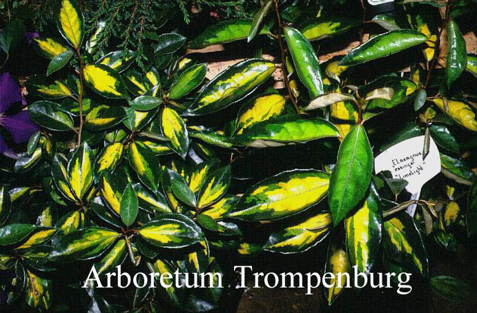 Elaeagnus ebbingei 'Limelight'