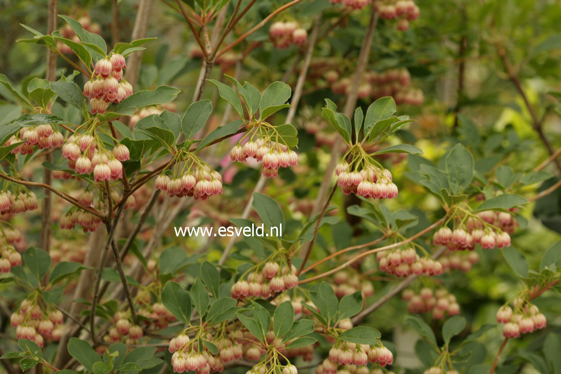 Enkianthus campanulatus 'Princeton Red Bells'