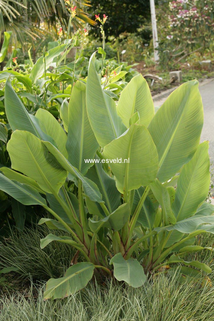 Ensete lasiocarpa (48362)