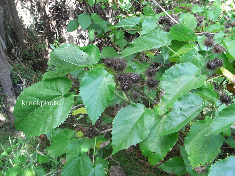 Entelea arborescens Entelea arborescens
