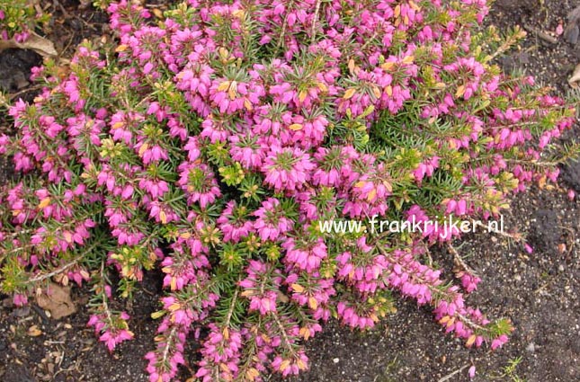 Erica carnea 'Atrorubra' Erica carnea 'Atrorubra'