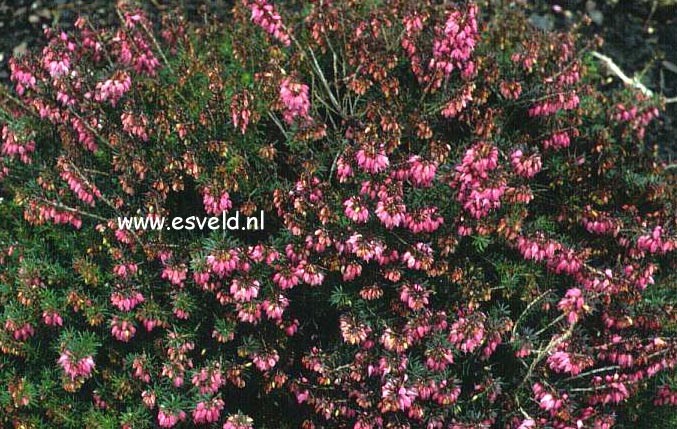 Erica carnea 'Challenger'