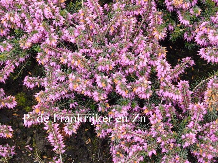 Erica carnea 'James Backhouse' Erica carnea 'James Backhouse'