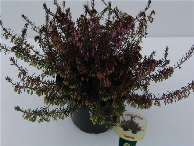 Erica carnea 'Loughrigg'