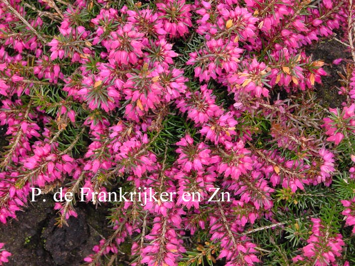 Erica carnea 'Myretoun Ruby'