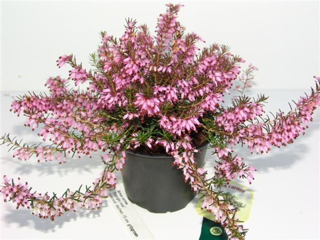 Erica carnea 'Pirbright Rose' Erica carnea 'Pirbright Rose'