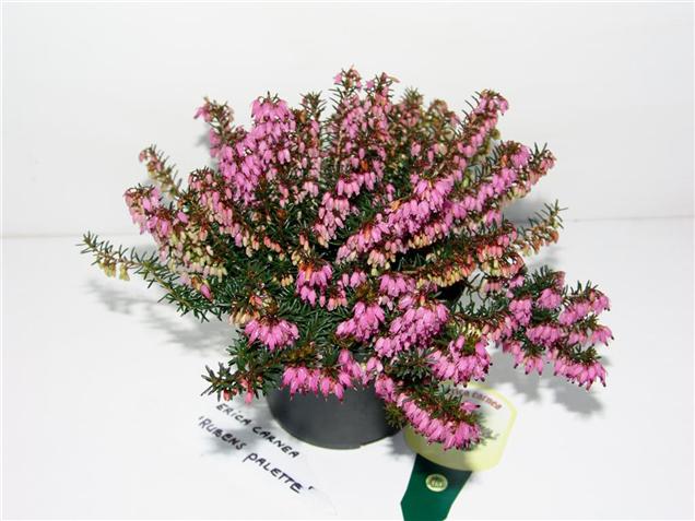 Erica carnea 'Rubens Palette'